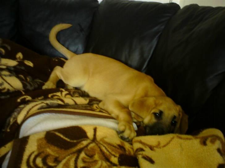 Broholmer Thor billede 7