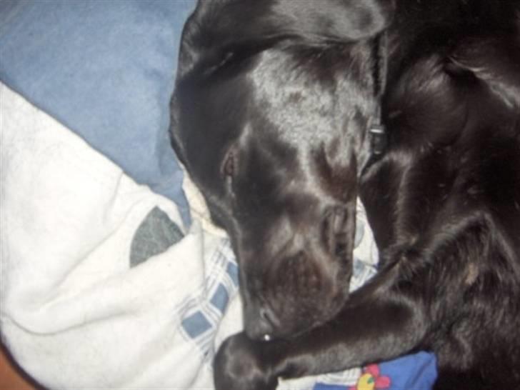 Labrador retriever Nala - Mad Mad om lidt !!!!!!!!!!! billede 5
