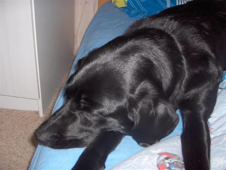 Labrador retriever Nala - Kommer der ikke snart nogen jeg kender.............. billede 6