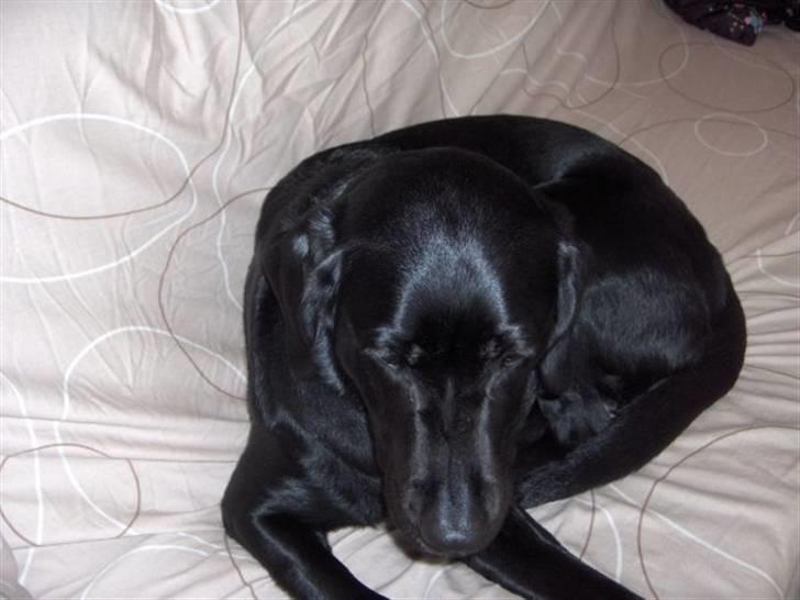 Labrador retriever Nala - Nu vil jeg lige sove - nat nat. billede 7