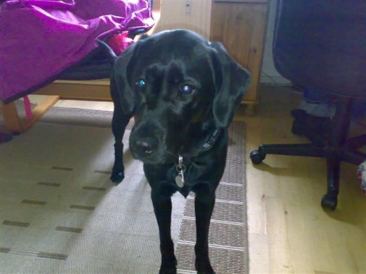 Labrador retriever Nala - Ja det er mig der står og kigger på dig !!!!!!! billede 9