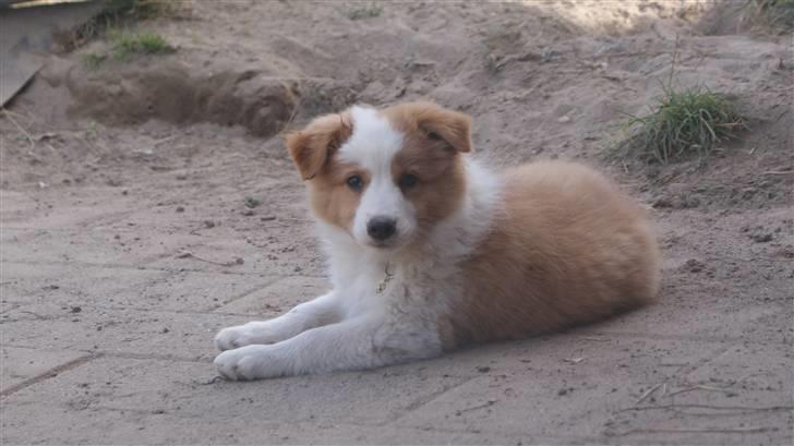 Border collie Aicha billede 1