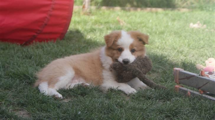 Border collie Aicha billede 2