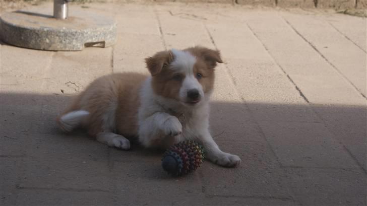 Border collie Aicha billede 3