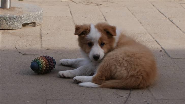 Border collie Aicha billede 4
