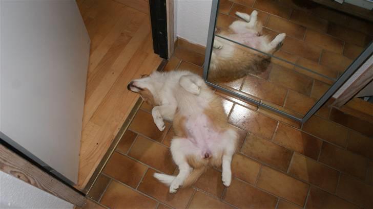 Border collie Aicha billede 5