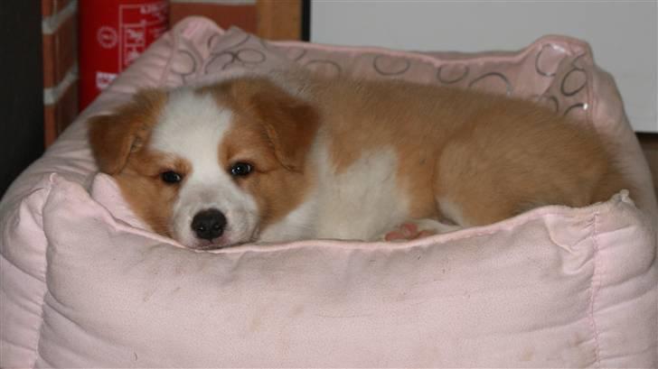 Border collie Aicha billede 6