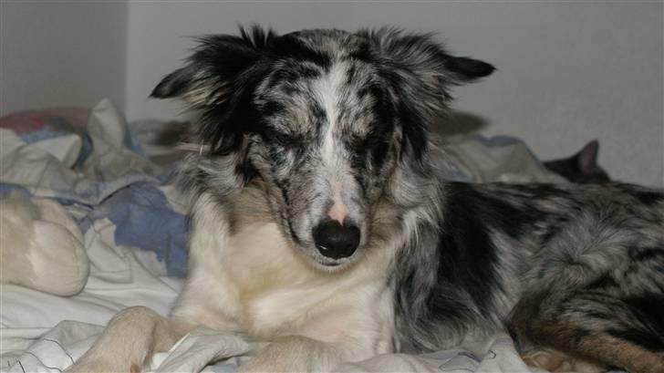 Border collie All Star Choice billede 17