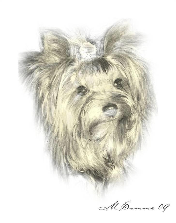 Yorkshire terrier Baltazar's Fie - Billede lavet af Marianne Sonne. Tusind tusind tak. Det er super flot..... billede 7