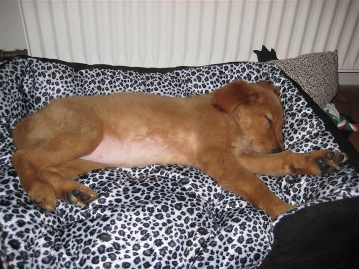 Golden retriever Naja billede 1