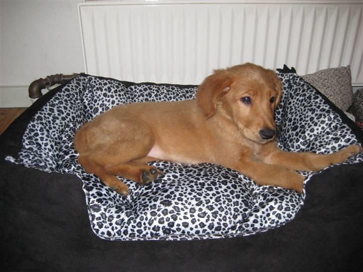 Golden retriever Naja billede 2