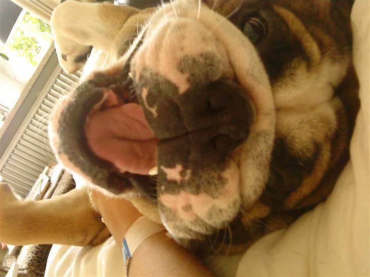 Engelsk bulldog MANSE billede 8