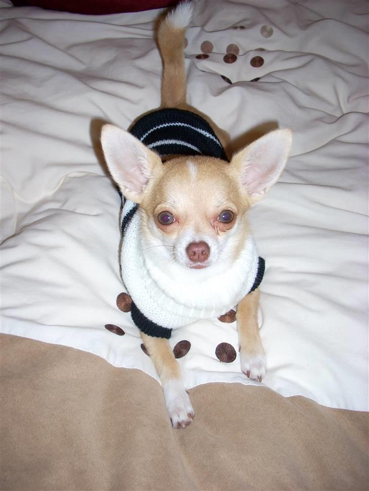 Chihuahua Gizmo - På mors seng i min nye trøje... billede 12