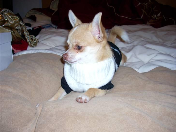 Chihuahua Gizmo - Er jeg ikke bare lækker billede 13