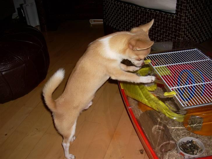 Chihuahua Gizmo - Hvor er den lille "mus" henne billede 14