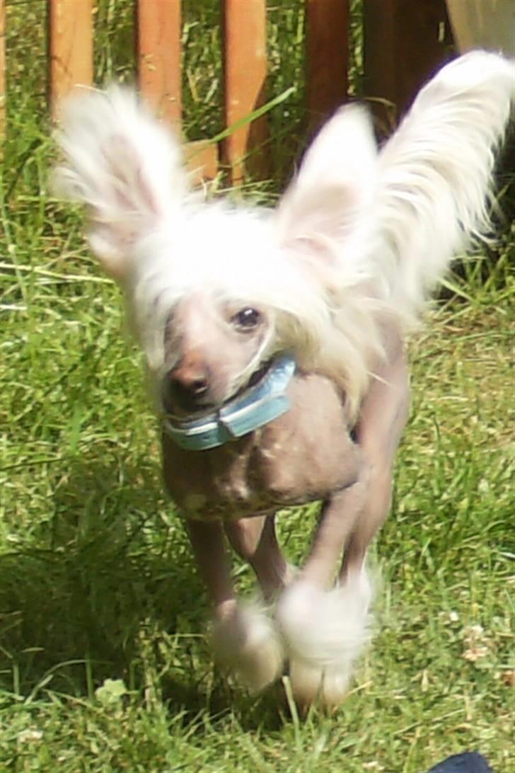 Chinese crested hårløs Cappuccino billede 16