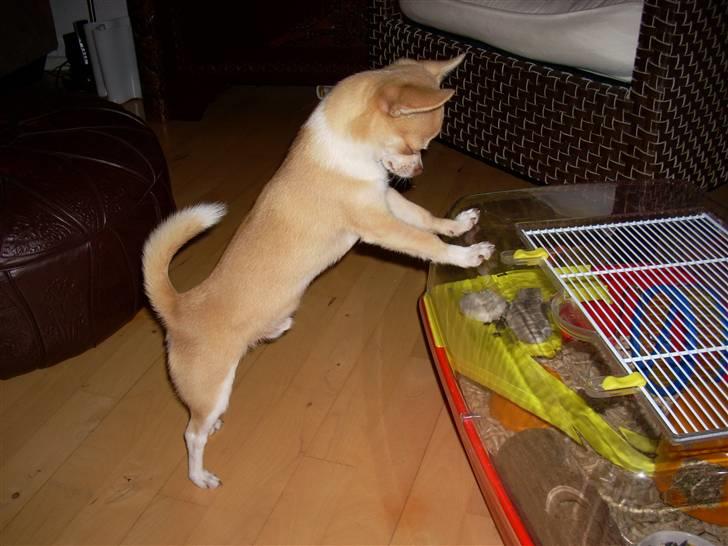 Chihuahua Gizmo - Der er du - kommer du ikke ud og leger med mig billede 15