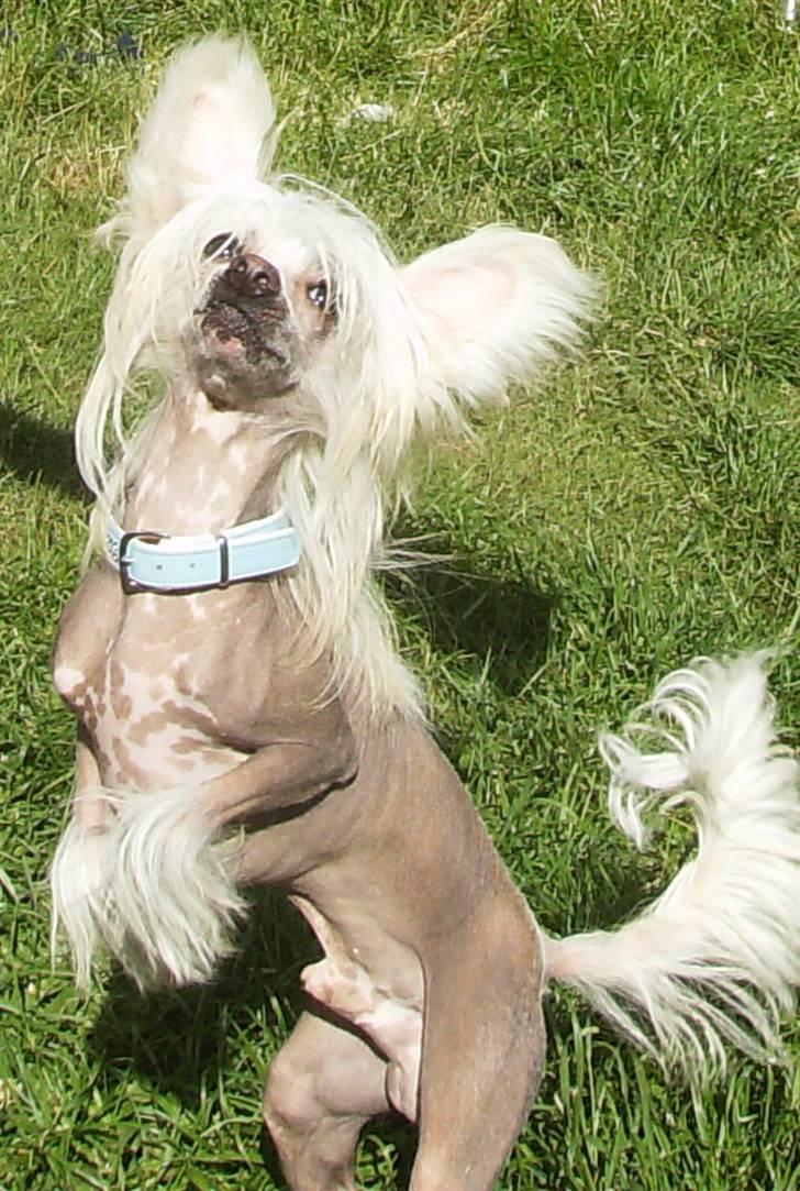 Chinese crested hårløs Cappuccino billede 17