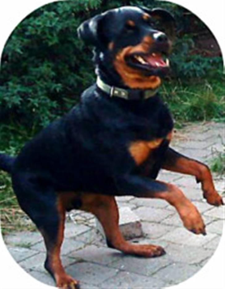 Rottweiler Leland de Sade-ness - Himmelhund - min dansemus sep. ´09 billede 11