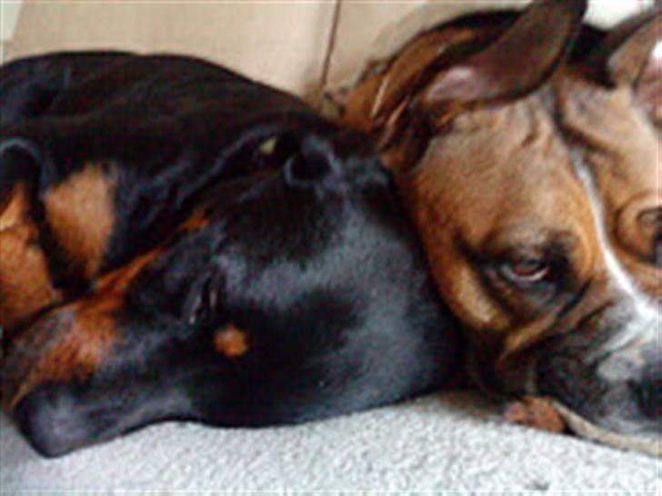 Rottweiler Leland de Sade-ness - Himmelhund billede 8