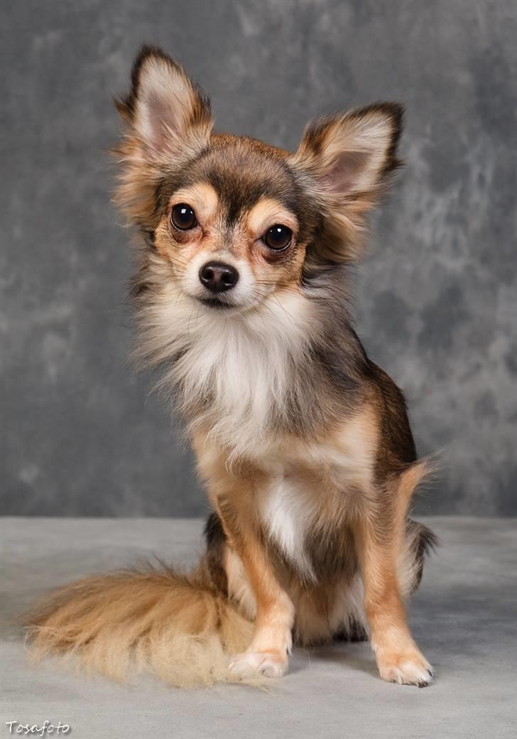 Chihuahua Cody - 1 år 7 mdr: tosafoto i Petworld billede 2