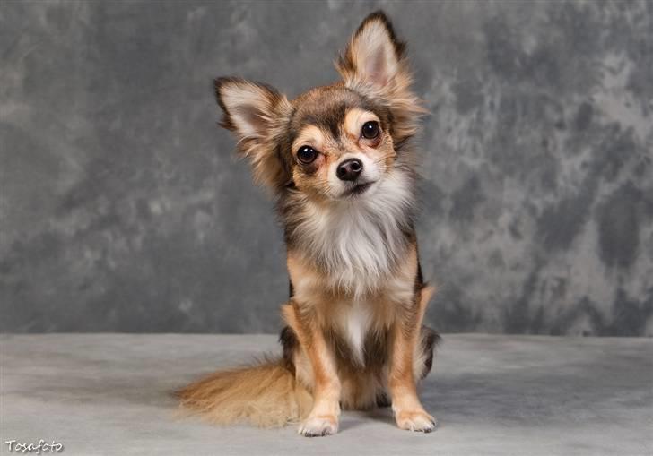 Chihuahua Cody - 1 år 7 mdr: tosafoto i Petworld billede 3