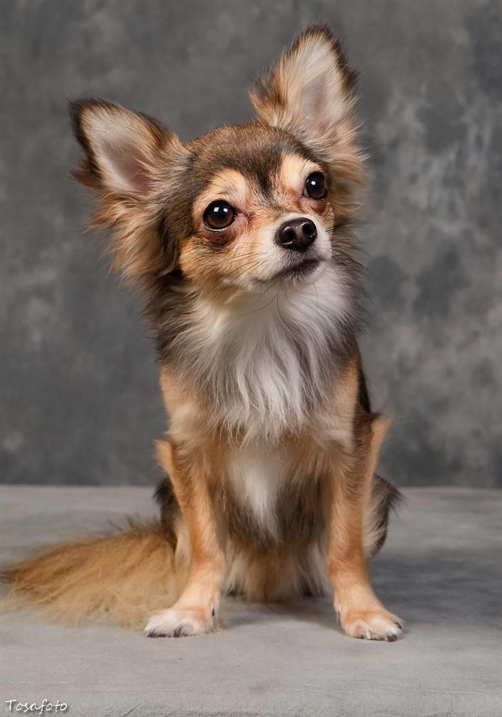 Chihuahua Cody - 1 år 7 mdr: tosafoto i Petworld billede 4