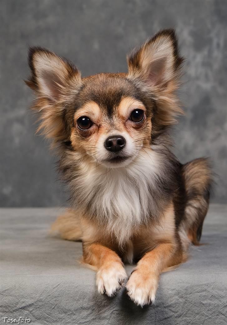 Chihuahua Cody - 1 år 7 mdr: tosafoto i Petworld billede 5