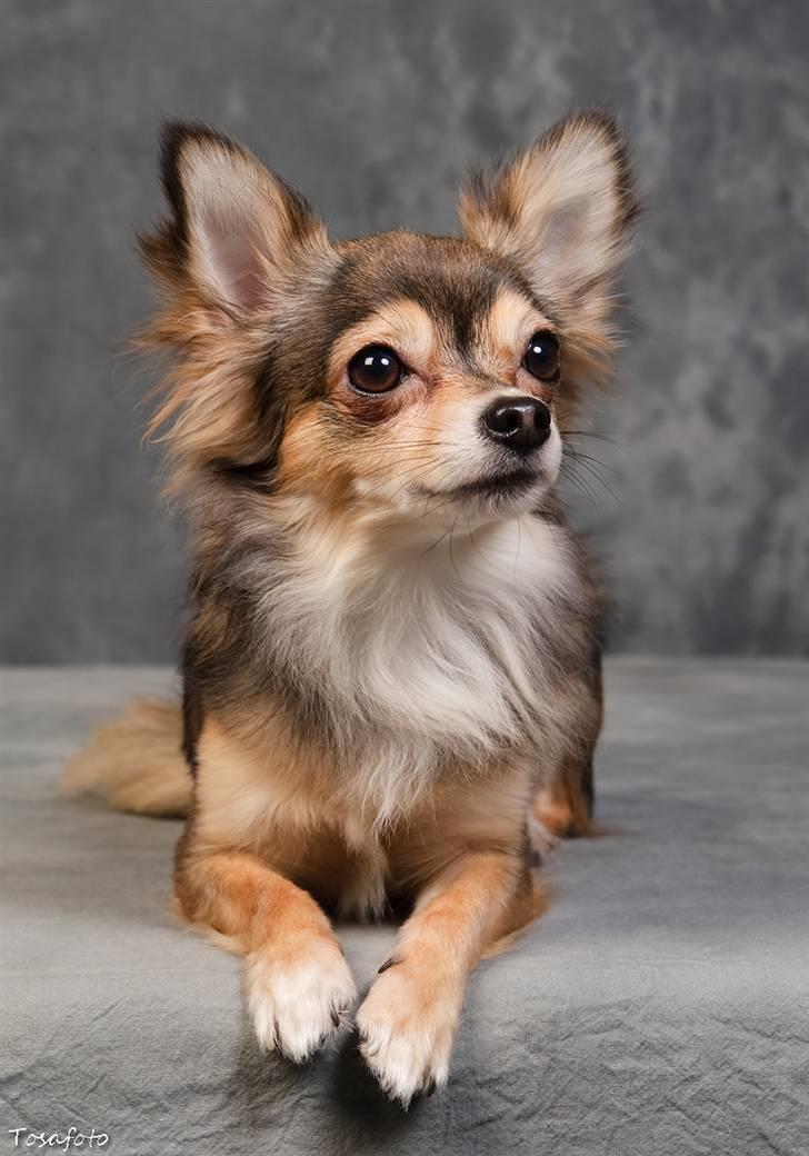 Chihuahua Cody - 1 år 7 mdr: tosafoto i Petworld billede 6