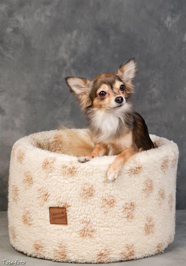 Chihuahua Cody - 1 år 7 mdr: tosafoto i Petworld billede 7