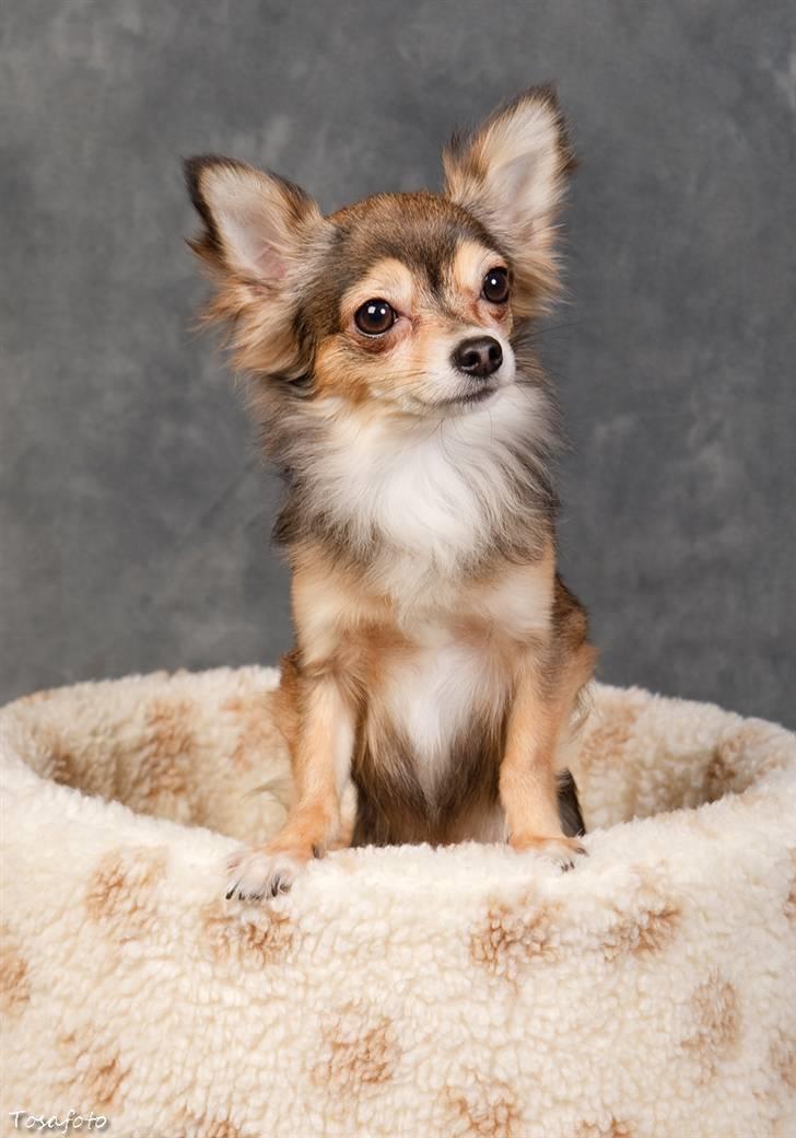 Chihuahua Cody - 1 år 7 mdr: tosafoto i Petworld billede 8