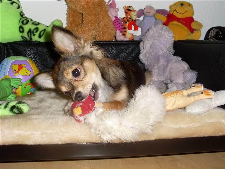 Chihuahua Cody - 5 mdr: hygger mig i min legesofa billede 11