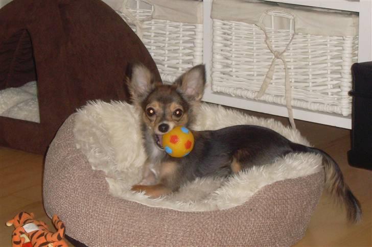 Chihuahua Cody - 23 uger: svært at smile med bold i munden moar! ;D billede 12