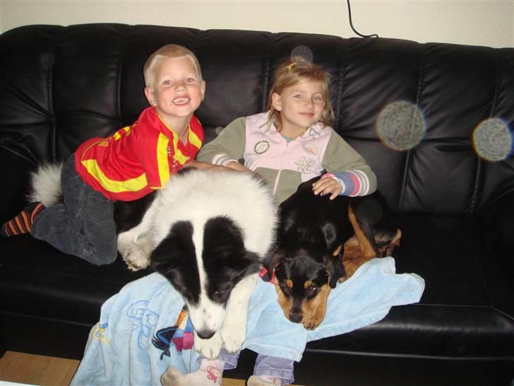 Rottweiler Tess  - Hvis vi kan få lov ligger vi gerne på alle her i huset billede 13