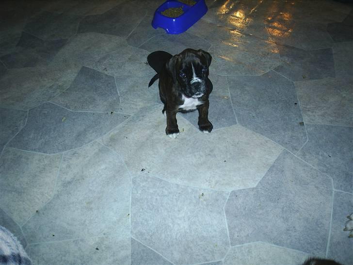 Boxer Faiby´s Laika billede 6