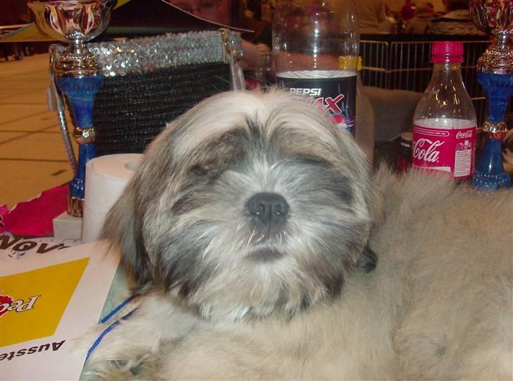 Lhasa apso afrodite billede 6