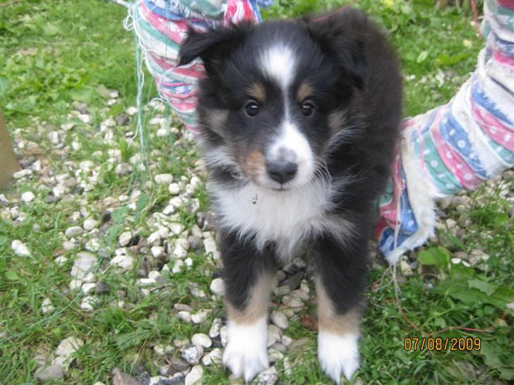 Shetland sheepdog Joey  - Velkommen til Joeys profil ;) billede 1