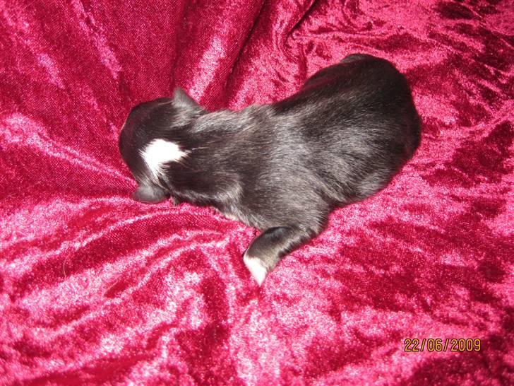 Shetland sheepdog Joey  - Det han kun var 3 uger :i billede 2