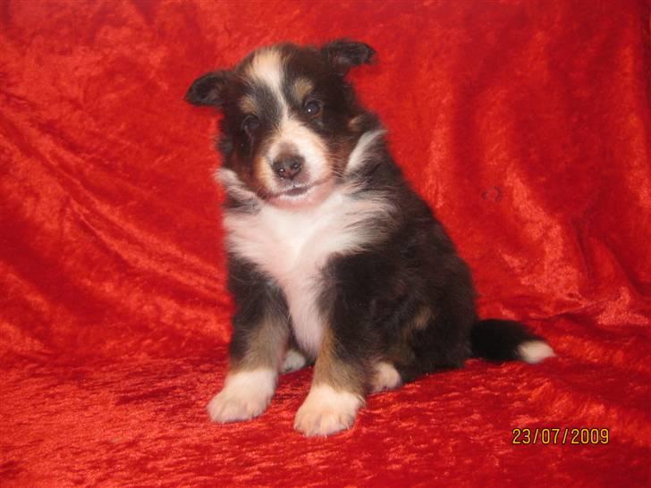 Shetland sheepdog Joey  - Han er så sød :i billede 3