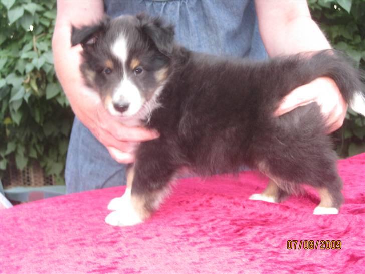 Shetland sheepdog Joey  - Han ser lidt tumpet ud, jeg ved det ;) billede 4