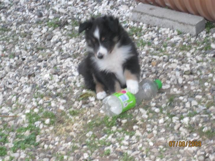 Shetland sheepdog Joey  - I hundegården :) billede 5