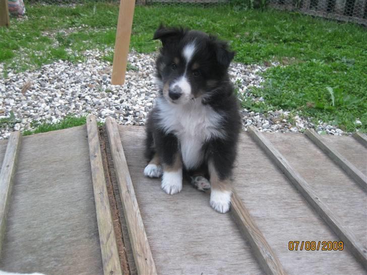Shetland sheepdog Joey  - Han sidder og kigger på sin ejer :] billede 6