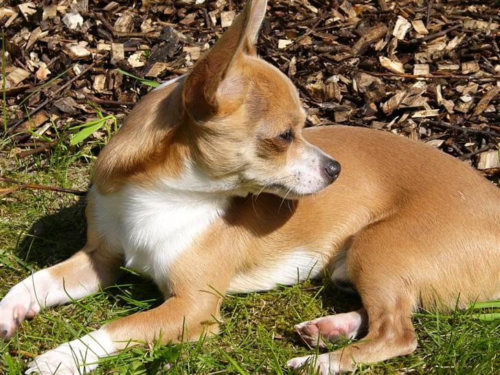 Chihuahua High Fly Chester - Nyder varmen billede 1