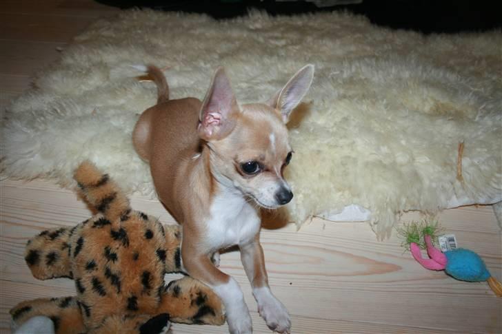 Chihuahua High Fly Chester - Med sit lille diskrete legetøj :-) billede 2