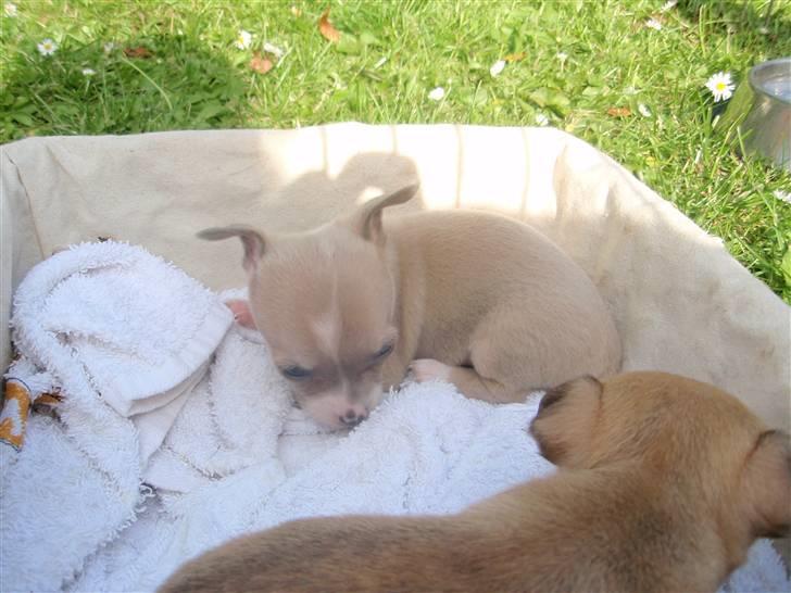 Chihuahua High Fly Chester - Lille pus på 4 uger.. billede 3