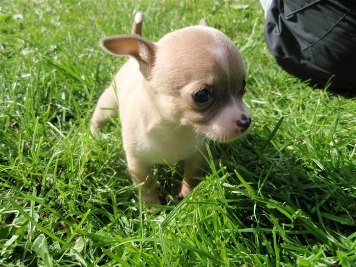 Chihuahua High Fly Chester - 4 uger... billede 4