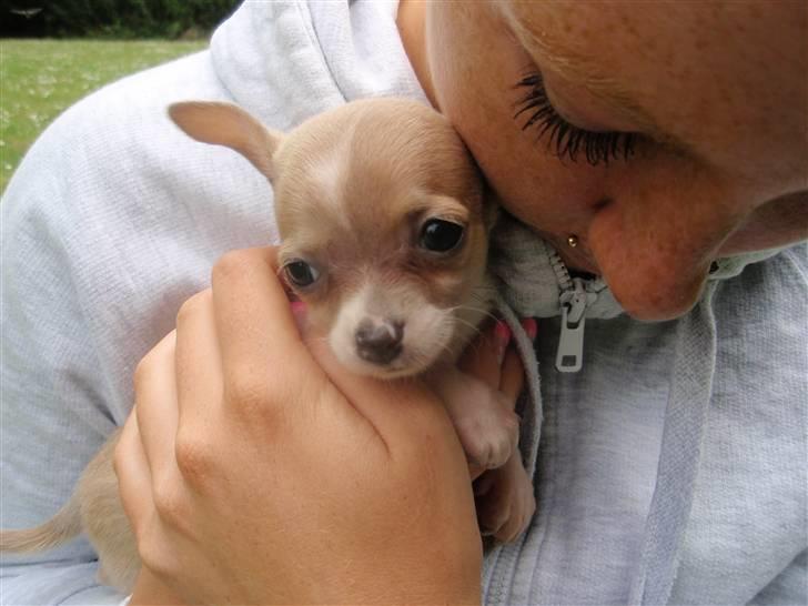 Chihuahua High Fly Chester - Nu 6 uger gammel... billede 5