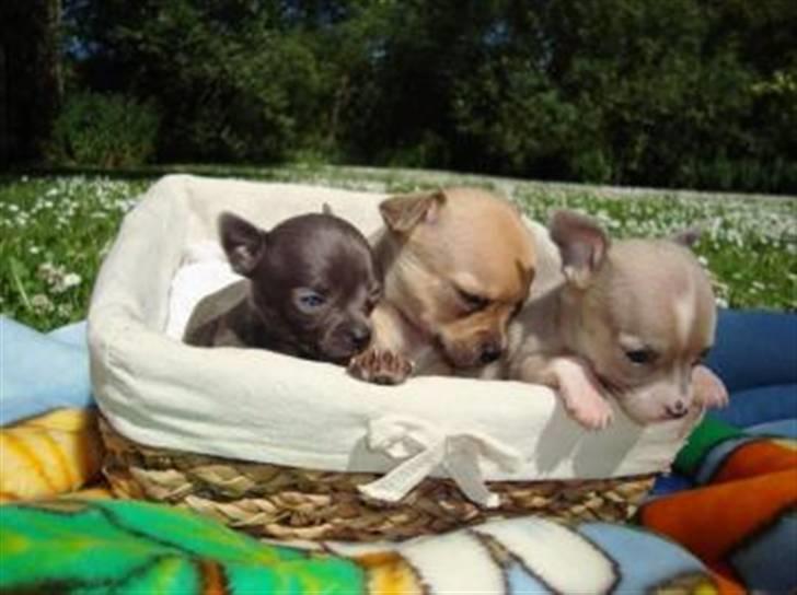 Chihuahua High Fly Chester - Chester helt til højre, sammen med 2 af hans 4 søskende. billede 6