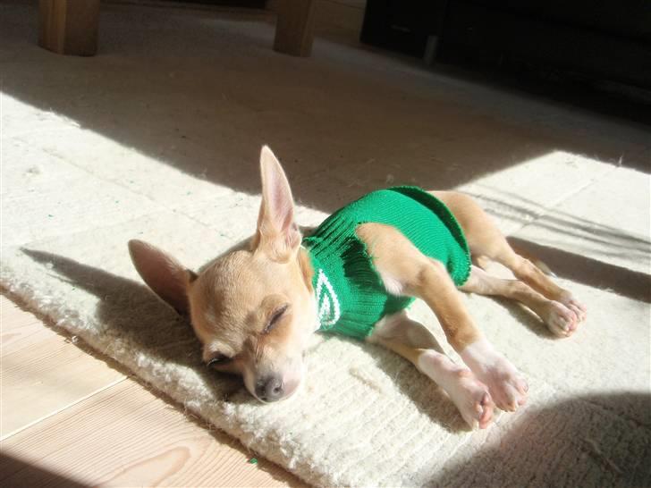 Chihuahua High Fly Chester - Klar til at tage med ud og se fodbold i sin mascot trøje :-) billede 7