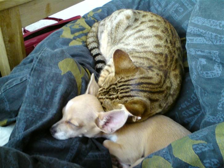 Chihuahua High Fly Chester - De er glade for hinanden <3 billede 8